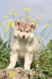 CHIEN FINNOIS DE LAPONIE 405